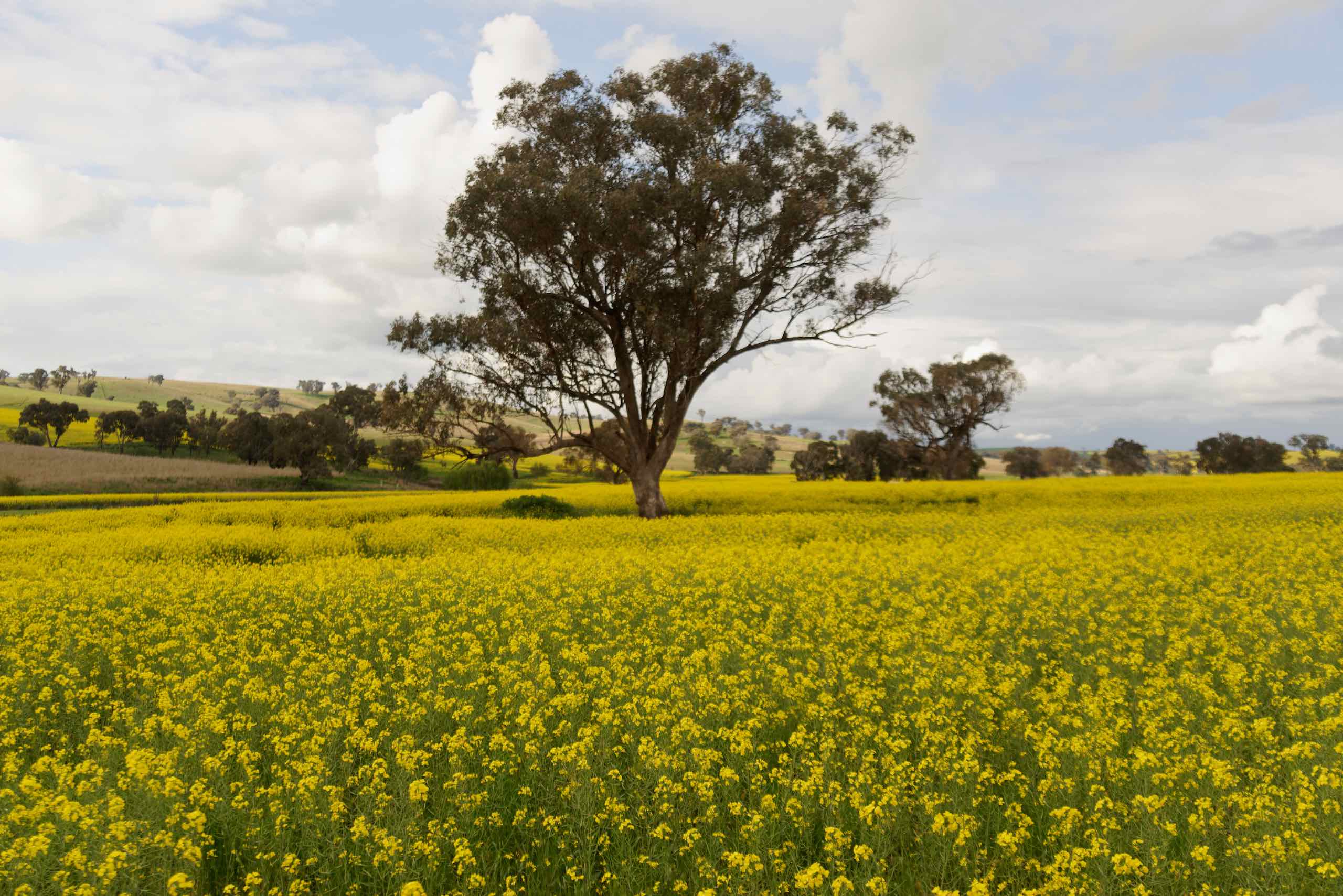 Day 1: Canola